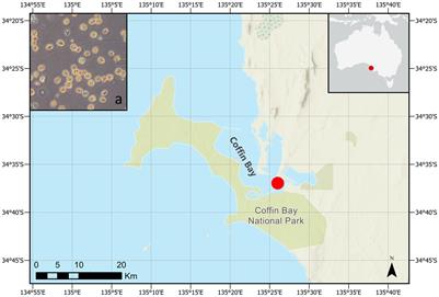 Characterization and inter-strain variability in ichthyotoxicity of Heterocapsa ovata (Peridiniales, Dinophyceae) from temperate waters of South Australia